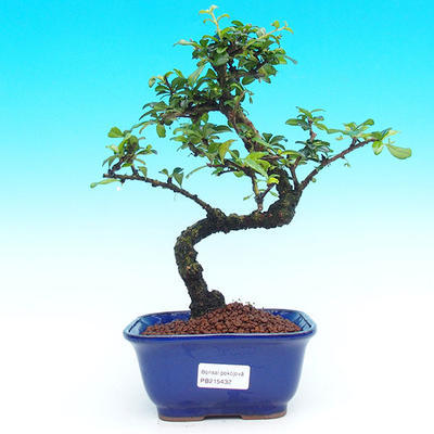 Pokojová bonsai - Carmona macrophylla PB215432 - 1