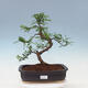 Pokojová bonsai - Zantoxylum piperitum - pepřovník - 1/7