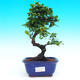Pokojová bonsai - Carmona macrophylla PB215433 - 1/5