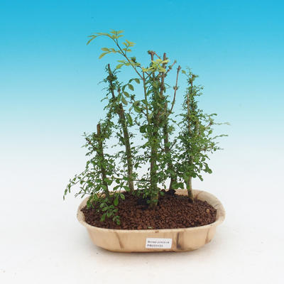 Pokojová bonsai - Fraxinus uhdeii - pokojový Jasan - lesík - 1