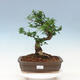 Pokojová bonsai -Ligustrum chinensis - Ptačí zob - 1/6