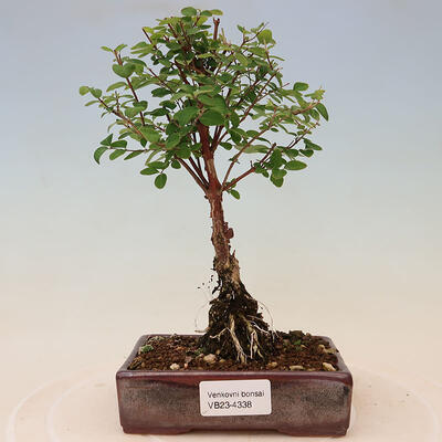 Venkovní bonsai - Symphoricarpos Magic Berry - Pámelník