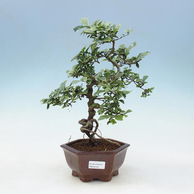 Pokojová bonsai - Duranta erecta Variegata - 1