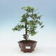 Pokojová bonsai - Duranta erecta Variegata - 1/2