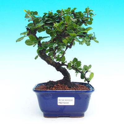 Pokojová bonsai - Carmona macrophylla PB215434 - 1