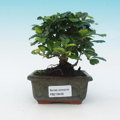 Pokojová bonsai - Carmona macrophylla - čaj fuki - 1