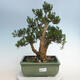 Pokojová bonsai - Buxus harlandii - korkový buxus - 1/6