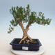 Pokojová bonsai - Buxus harlandii - korkový buxus - 1/6