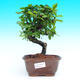 Pokojová bonsai - Carmona macrophylla PB215435 - 1/5