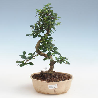 Pokojová bonsai - Carmona macrophylla - Čaj fuki PB2191435 - 1