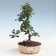 Pokojová bonsai - Carmona macrophylla - Čaj fuki PB2191435 - 1/5