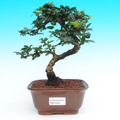 Pokojová bonsai - Carmona macrophylla PB215436 - 1