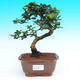 Pokojová bonsai - Carmona macrophylla PB215436 - 1/5