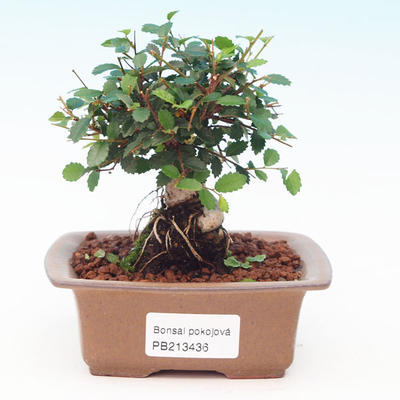Pokojová bonsai -Malolistý jilm - P213436 - 1