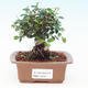 Pokojová bonsai -Malolistý jilm - P213436 - 1/3