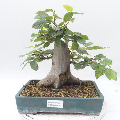 Venkovní bonsai -Carpinus  betulus - Habr obecný - 1