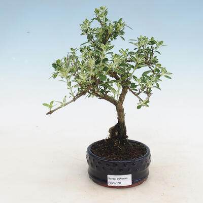 Pokojová bonsai - Serissa foetida variegata - Strom tisíce hvězd
