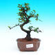 Pokojová bonsai - Carmona macrophylla PB215438 - 1/5