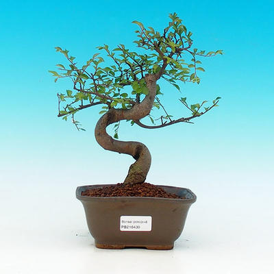 Pokojová bonsai-Malolistý jilm P216439 - 1
