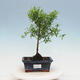 Pokojová bonsai-PUNICA granatum nana-Granátové jablko - 1/5