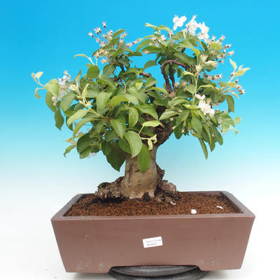 Venkovní bonsai -Maloplodá jabloň - Malus halliana - 1