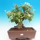 Venkovní bonsai -Maloplodá jabloň - Malus halliana - 1/7