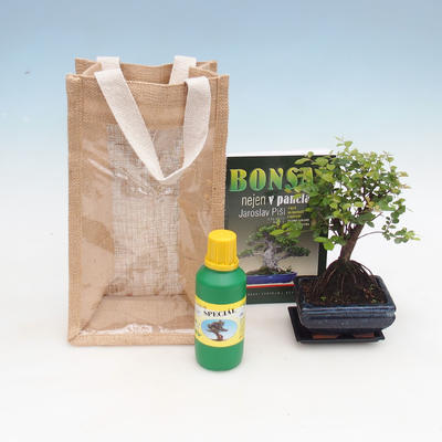 Pokojová bonsai v dárkové tašce - JUTA, Sagerecie čajová - Sageretia thea