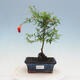 Pokojová bonsai-PUNICA granatum nana-Granátové jablko - 1/5