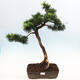 Venkovní bonsai -Larix decidua - Modřín opadavý - 1/6