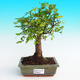 Pokojová bonsai -Malolistý jilm - P215442 - 1/3