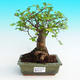 Pokojová bonsai -Malolistý jilm - P215443 - 1/3