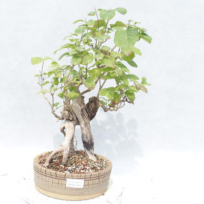 Venkovní bonsai - zimolez - Lonicera - 1