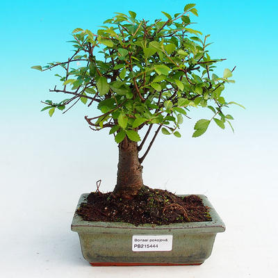 Pokojová bonsai -Malolistý jilm - P215444 - 1