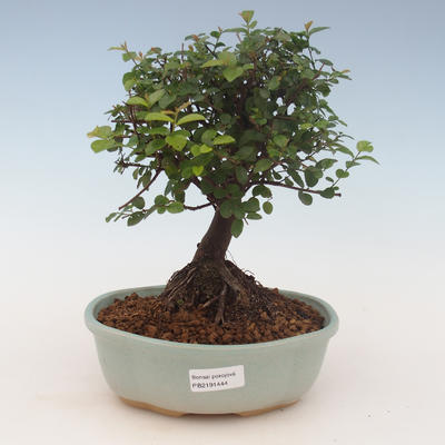 Pokojová bonsai - Sagerécie thea - Sagerécie thea 2191444 - 1