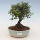 Pokojová bonsai - Sagerécie thea - Sagerécie thea 2191444 - 1/4