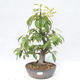Venkovní  bonsai -  Pseudocydonia sinensis - Kdouloň čínská - 1/5