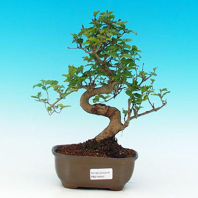Pokojová bonsai -Ligustrum chinensis - Ptačí zob PB216445 - 1