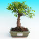 Pokojová bonsai -Malolistý jilm - P215445 - 1/3