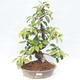 Venkovní  bonsai -  Pseudocydonia sinensis - Kdouloň čínská - 1/5
