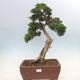 Venkovní bonsai - Juniperus chinensis Kishu-Jalovec čínský - 1/5