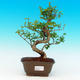Pokojová bonsai -Ligustrum chinensis - Ptačí zob PB216446 - 1/3