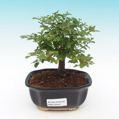 Pokojová bonsai - Sagerecie Thea - Sagerécie čajová - 1