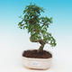 Pokojová bonsai -Ligustrum chinensis - Ptačí zob - 1/3