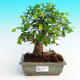 Pokojová bonsai -Malolistý jilm - P215447 - 1/3