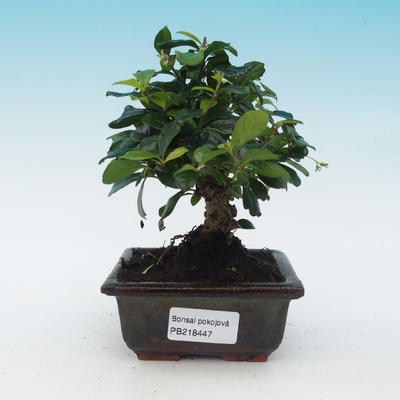 Pokojová bonsai - Carmona macrophylla - čaj fuki - 1