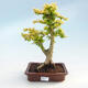 Pokojová bonsai -Ligustrum Aurea - Ptačí zob - 1/3