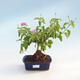 Pokojová bonsai-Lanthana camara-Libora proměnlivá - 1/3