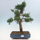 Venkovní bonsai - Juniperus chinensis -Jalovec čínský - 1/4
