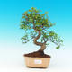 Pokojová bonsai -Ligustrum chinensis - Ptačí zob PB216448 - 1/3