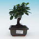 Pokojová bonsai - Carmona macrophylla - čaj fuki - 1/5